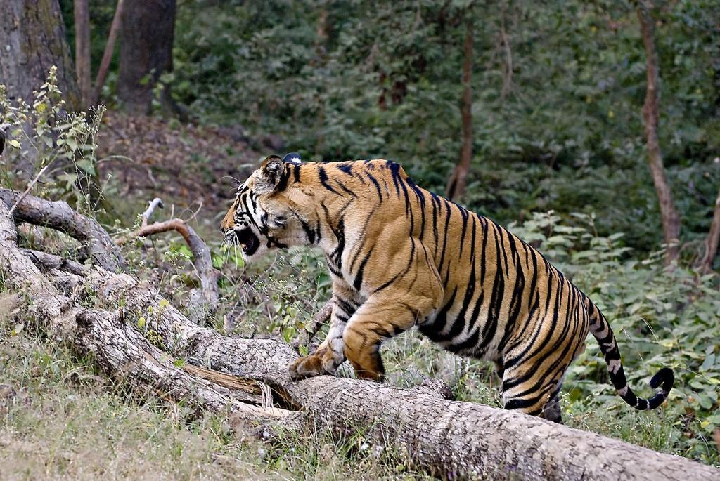 Prakrity Village Resort Sundarbans Gosaha 외부 사진